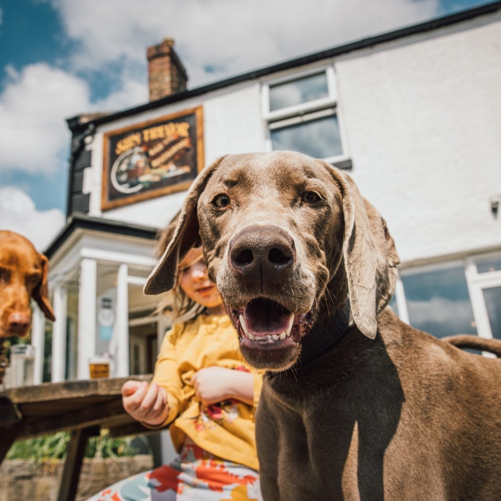 dog at pub